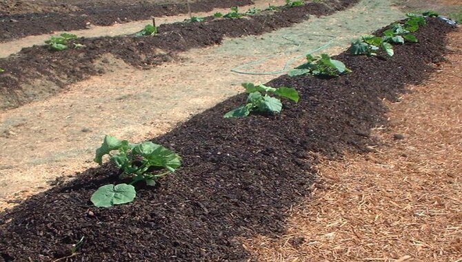 Biosolids - A Perfect Substrate For Growing Plants
