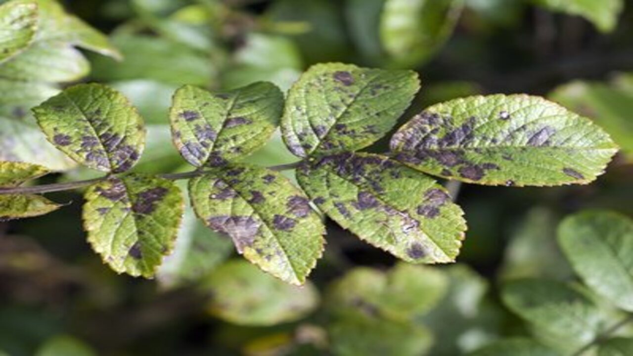 Black Stems On Roses Causes And Treatment Options