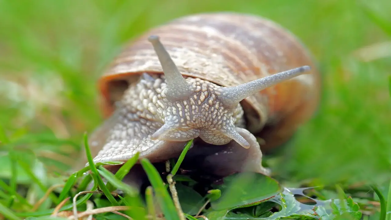 Can Slugs Feel Pain - Understanding The Possibility Of Pain