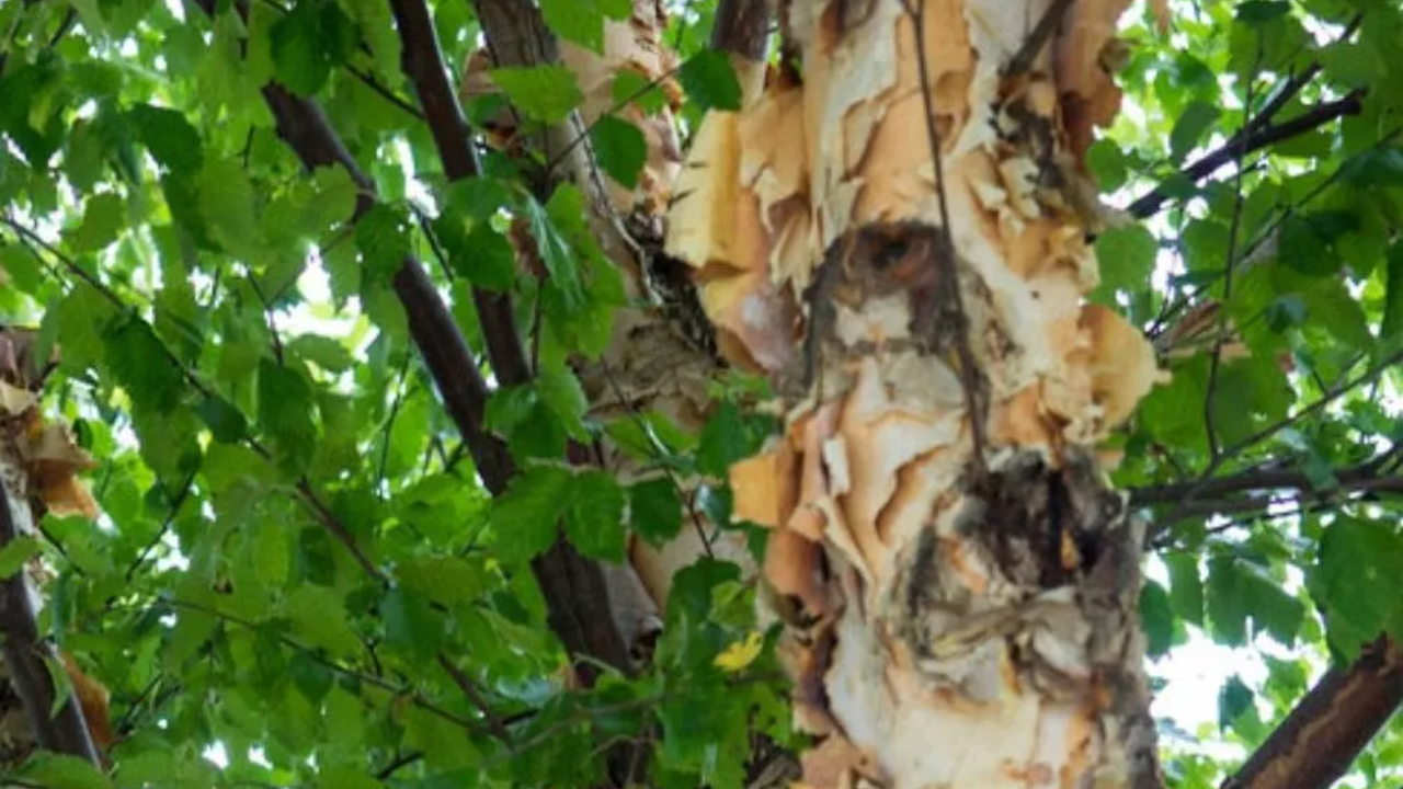 Care Tips Of River Birch Tree