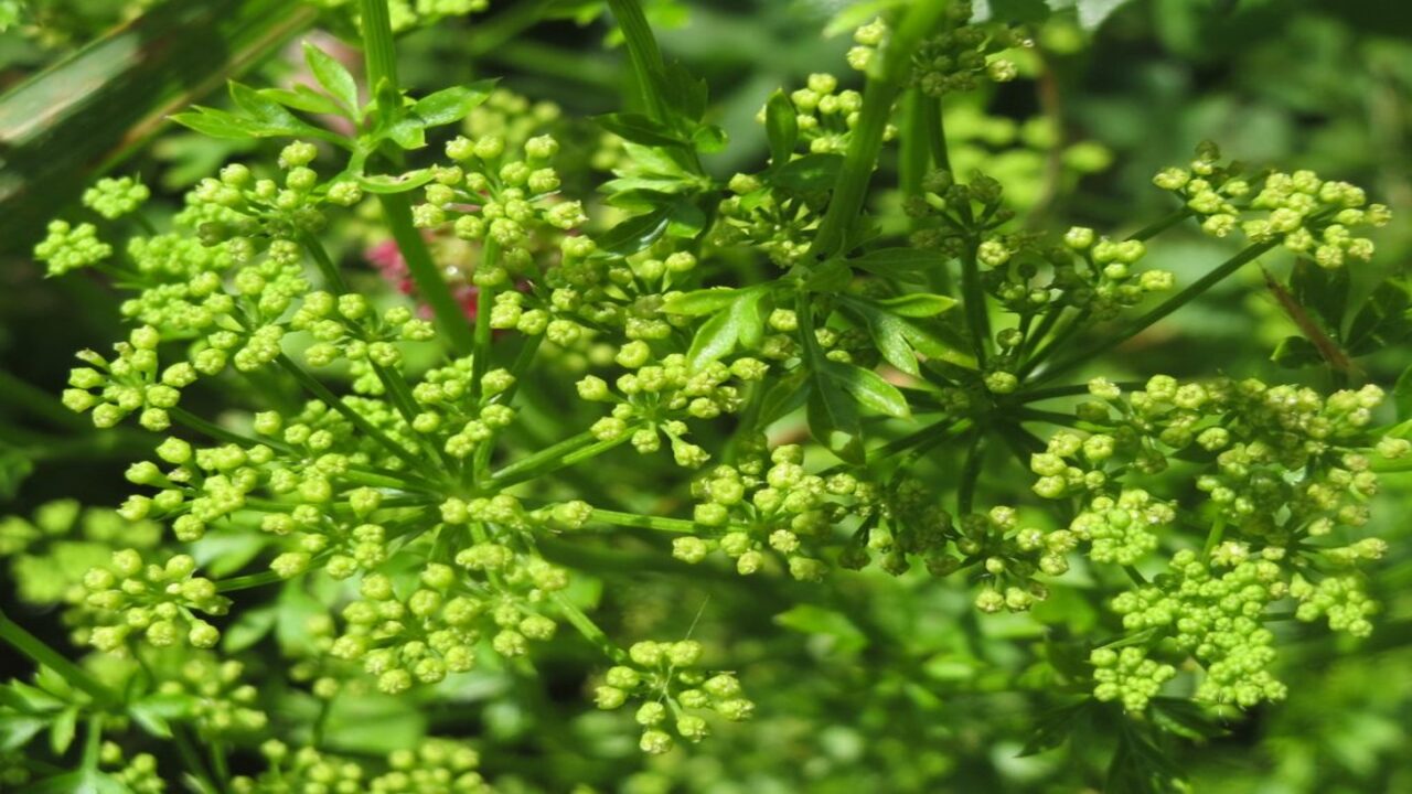 Causes Of Parsley Bolting