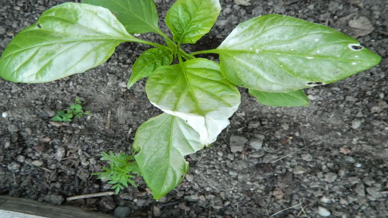 Causes Of White Leaves On Pepper Plants