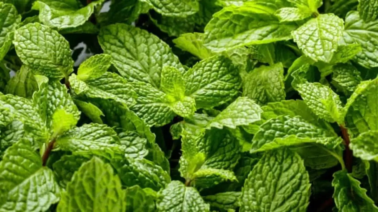 Causes Of Yellowing Mint Leaves