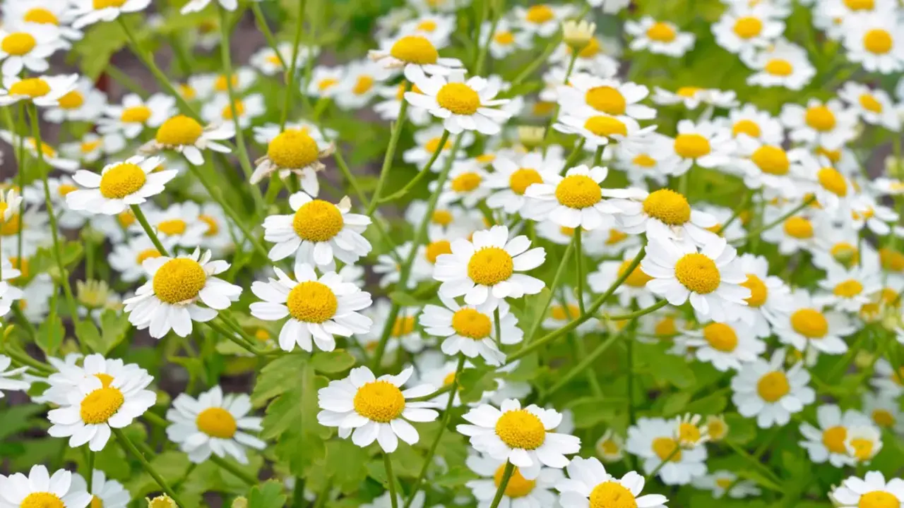 Chemical Composition And Active Ingredients Of Chamomile