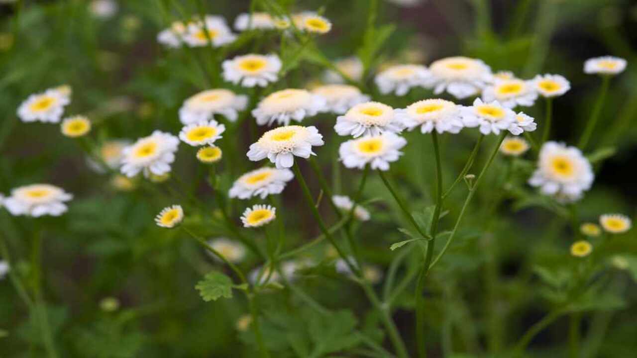 Chemical Composition And Active Ingredients Of Feverfew