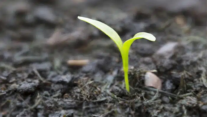  Choose The Right Compost Type