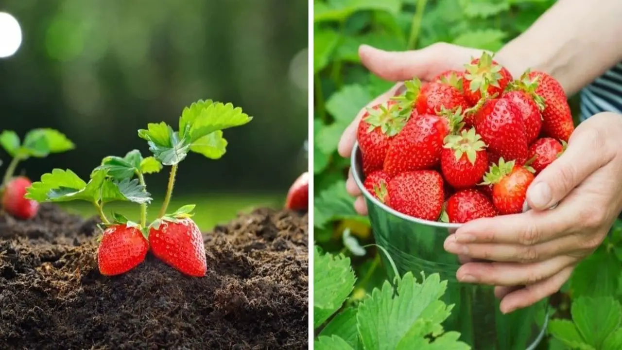 Choosing The Right Time To Root Strawberry Runners
