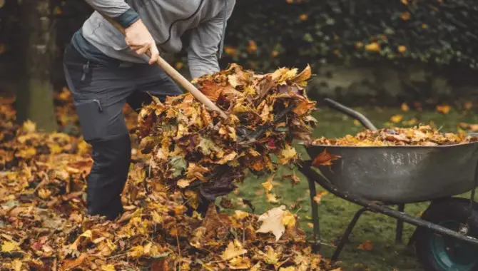 Collecting And Storing Autumn Leaves