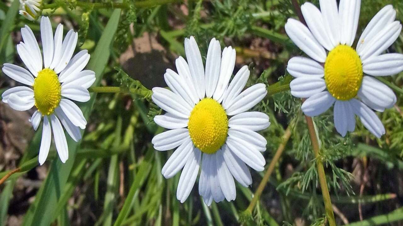 Common Locations To Find Fleabane And Chamomile Plants