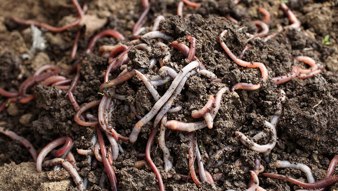 Common Mistakes To Avoid In Vermicomposting