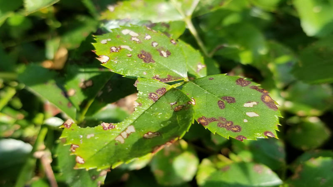 Common Rose Diseases And Pests