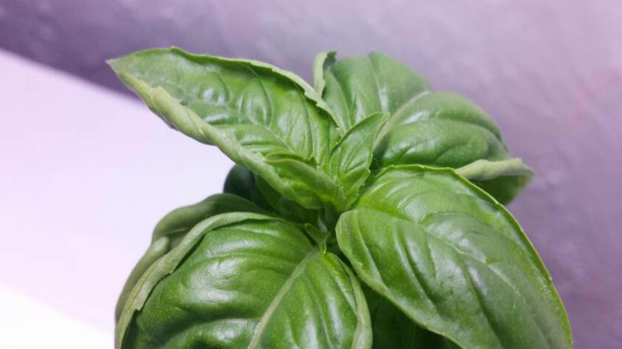 Common Symptoms Of Basil Leaf Curl