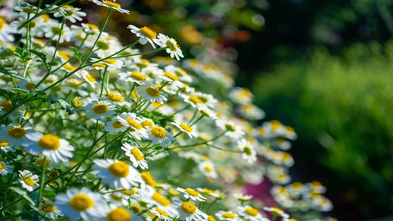 Comparison Of Feverfew And Chamomile Similarities And Differences