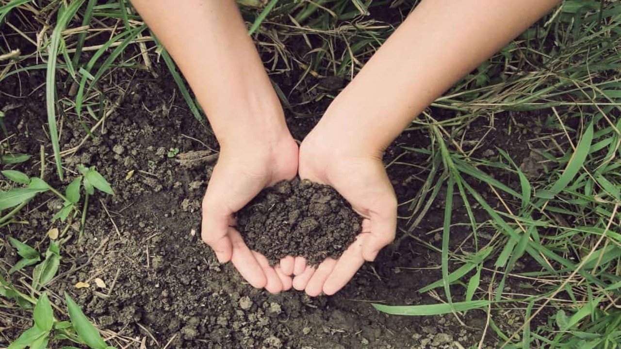 Compost And Humus