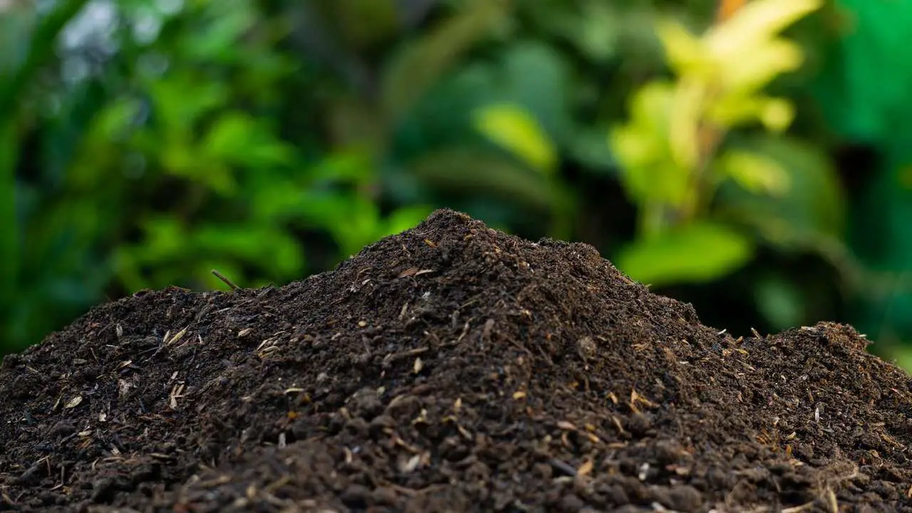 Compost Definition - You Should Know