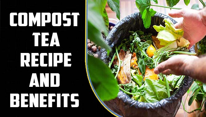 Compost Tea Recipe And Benefits