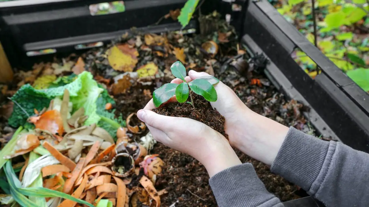 Composting And Sustainability