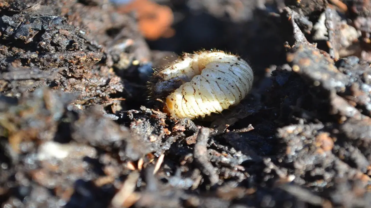 Composting Attracts Beneficial Insects And Microorganisms