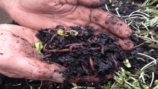 Composting Costs With Earthworms