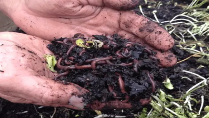 Composting With Worms - Fabulous Steps