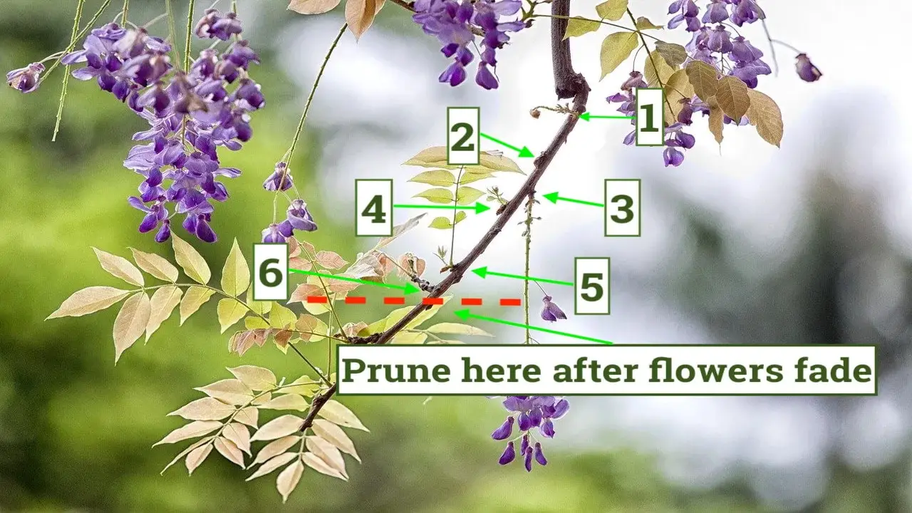 Considerations When Pruning Wisteria