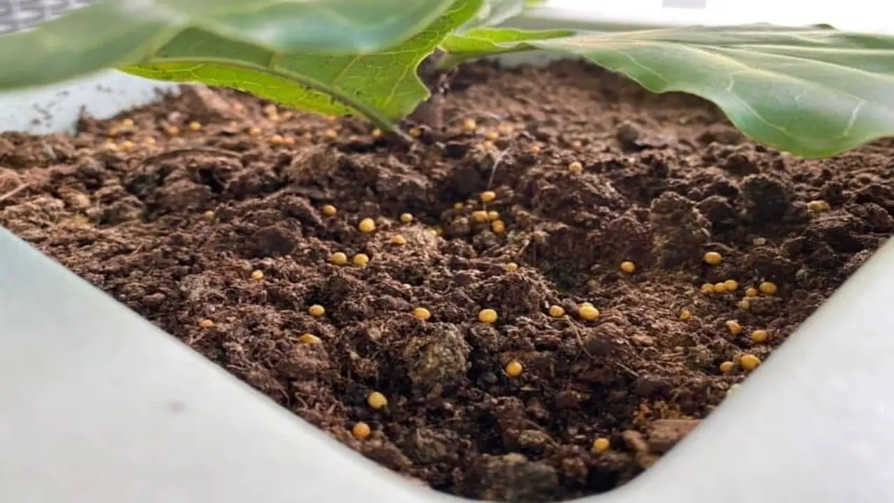 Cover The Fertilizer Balls With Soil