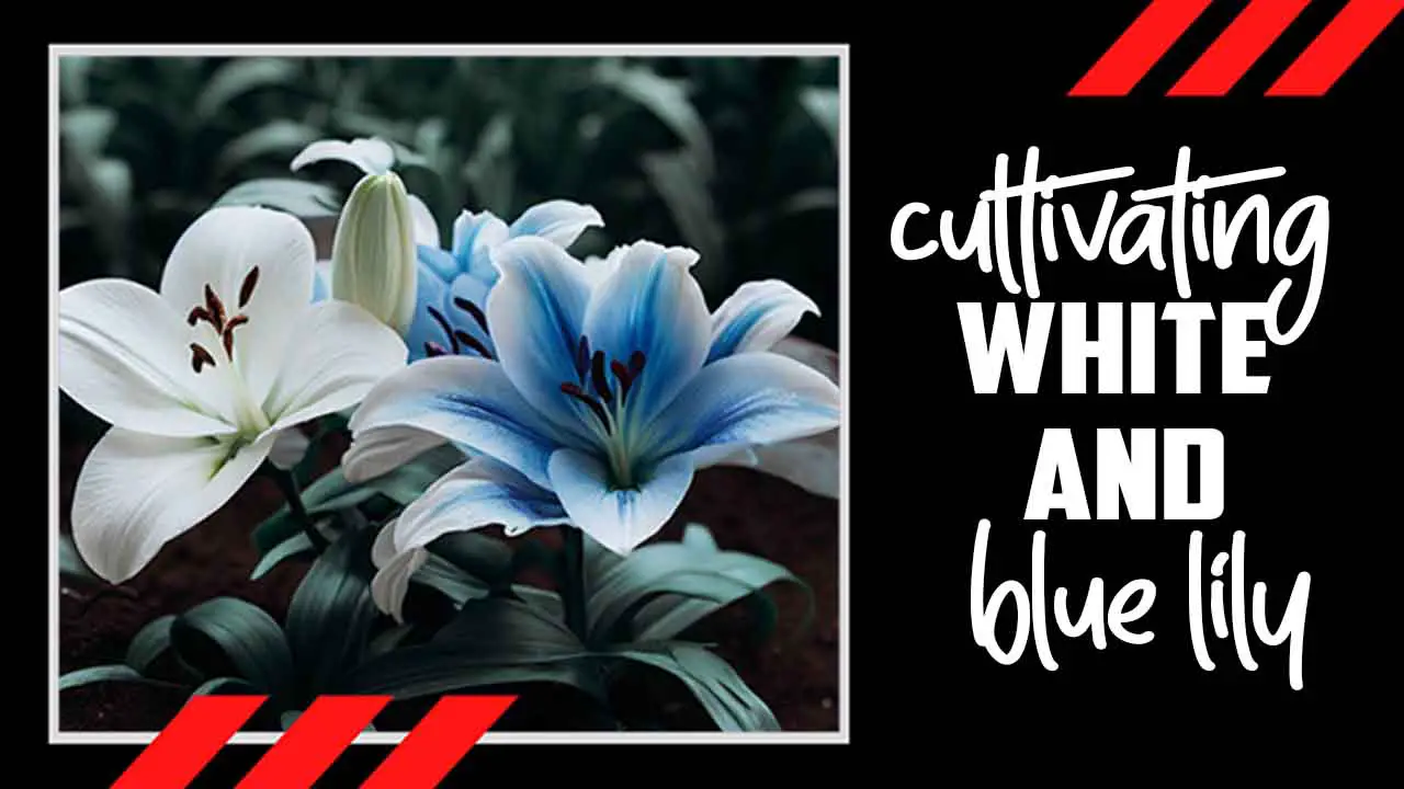 Cultivating White And Blue Lily