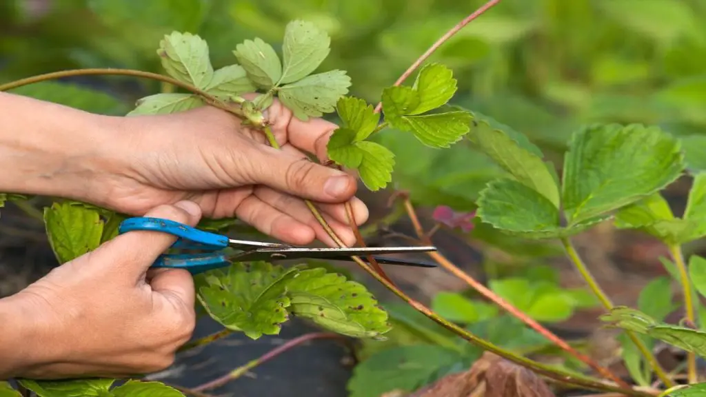 rooting-strawberry-runners-in-water-5-best-steps