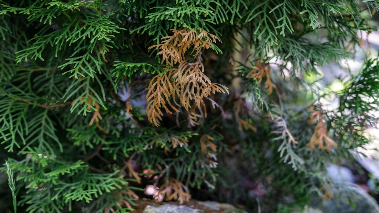 DIY Treatment Ideas For Brown Spots On Arborvitae Issue