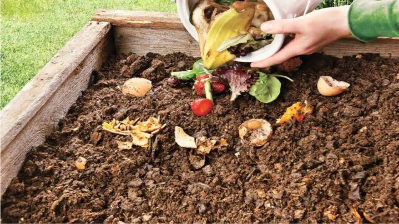 Definition Of Compost