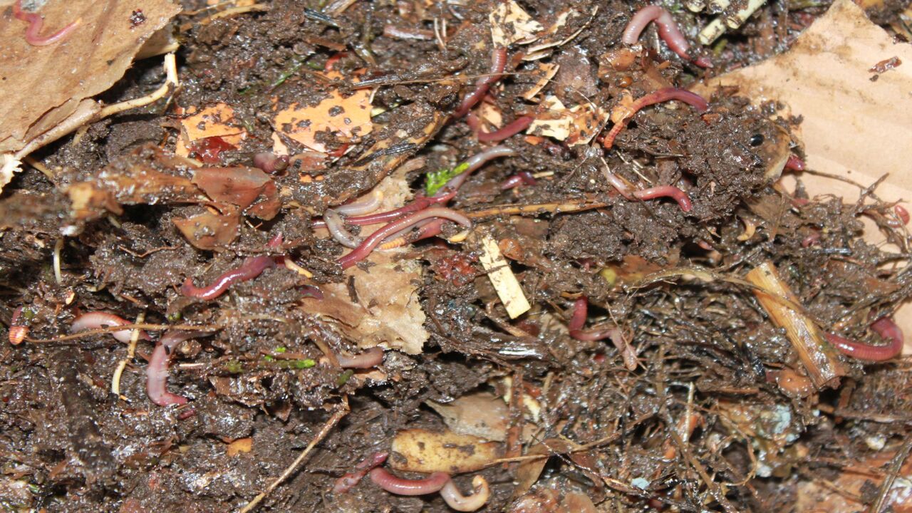 Detailed Discussion On Composter Definition 