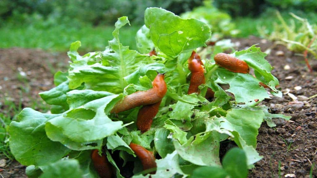 Exploring The Question: Do Slugs Feel Pain? – Top chooser