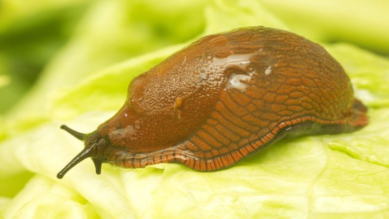 Do Slugs Feel Pain - Here's What You Need To Know