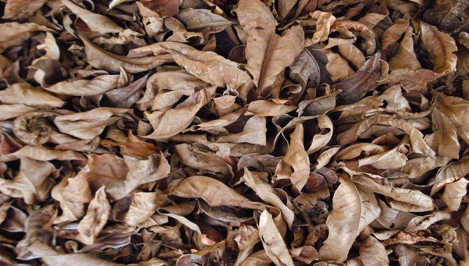 Dried Leaves