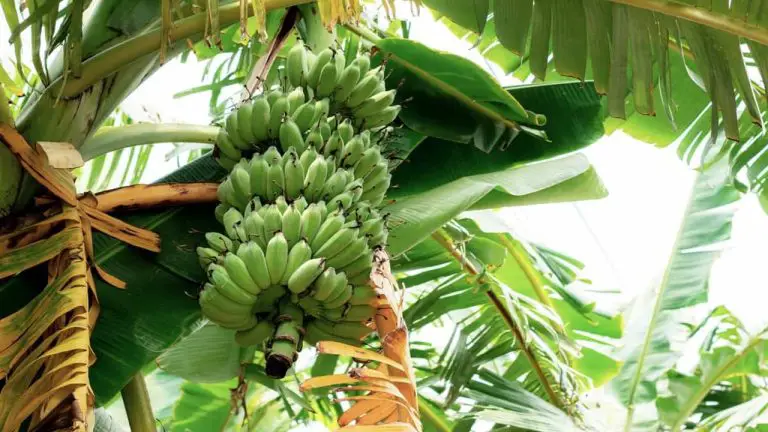 brown-spots-on-banana-leaves-what-you-need-to-know