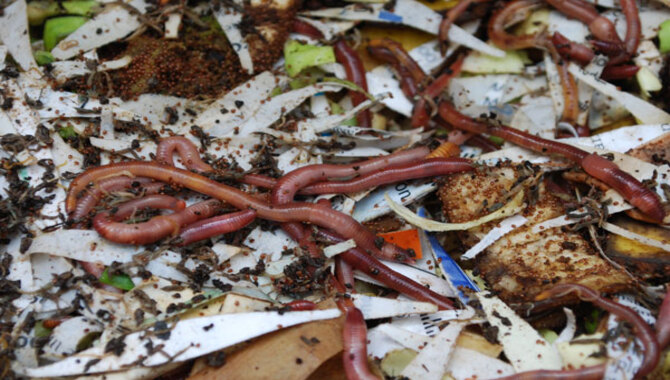 Feeding Your Earthworms For Optimal Composting
