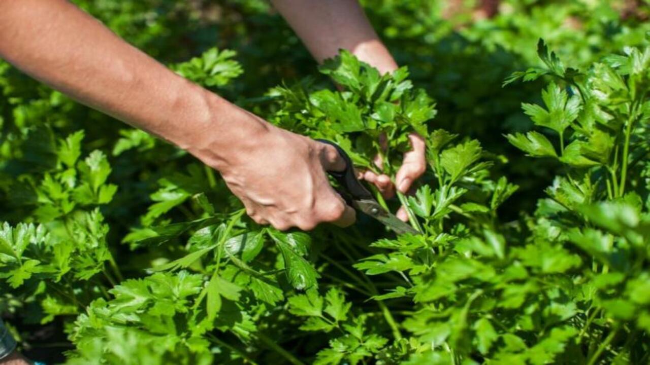 Fertilizing Parsley Correctly