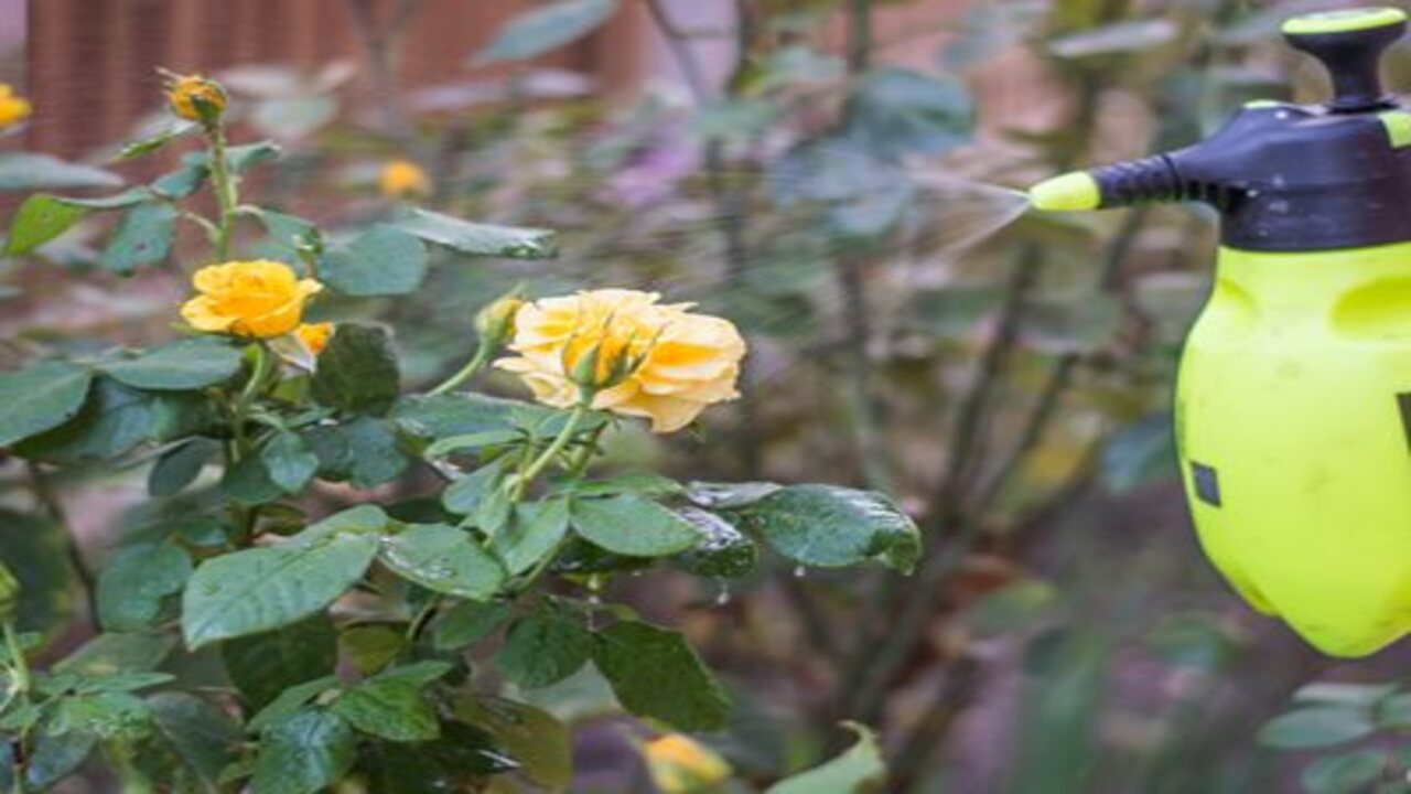 Fertilizing Roses To Prevent Black Stem Fungus