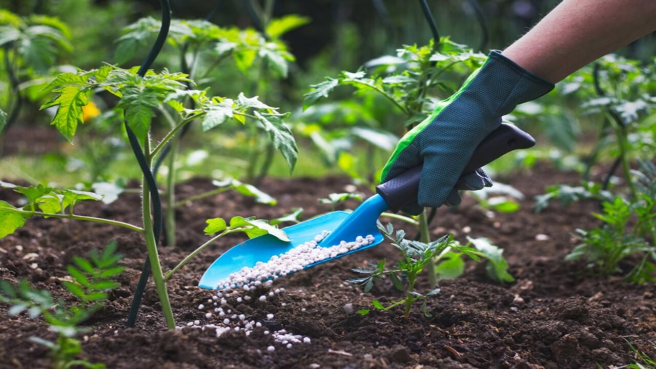 Fertilizing This Plant