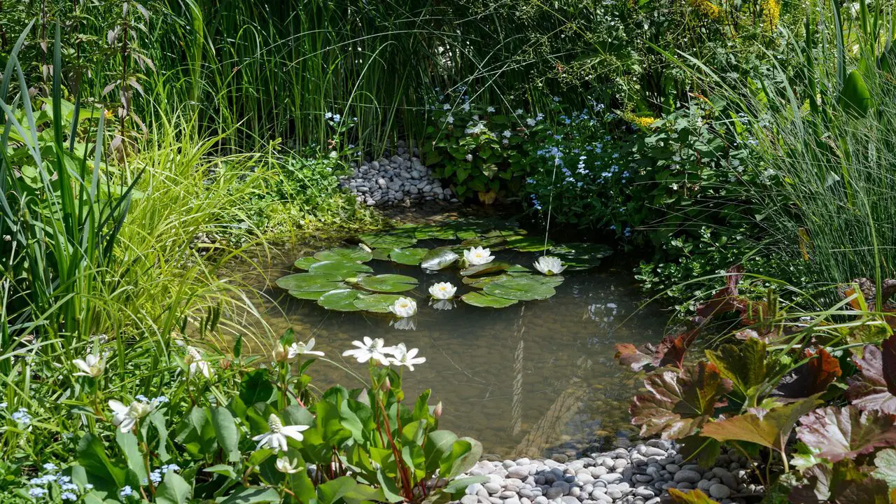 Garden Pond Forum - Know Everything Before You Go