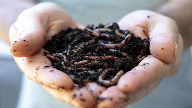 Getting Started With Vermicomposting