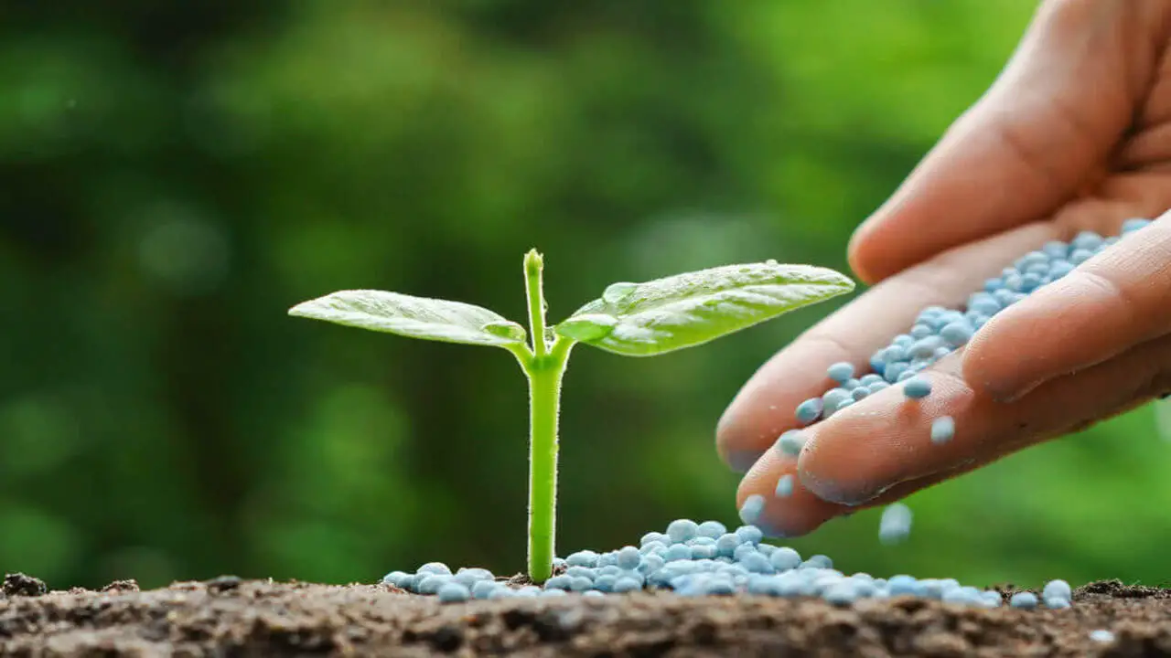 Green Fertilizer Balls Boost Plant Growth Naturally