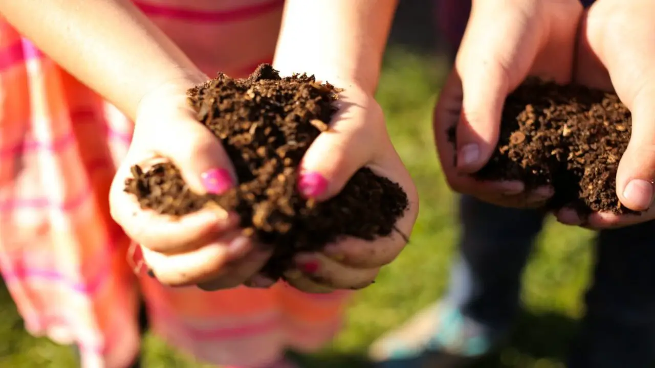 Harvest The Compost