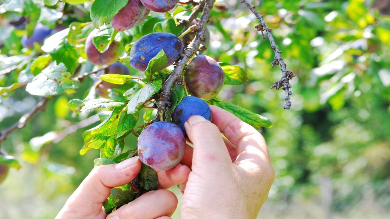 Harvesting And Post-Harvest Management Of Plum Fruits