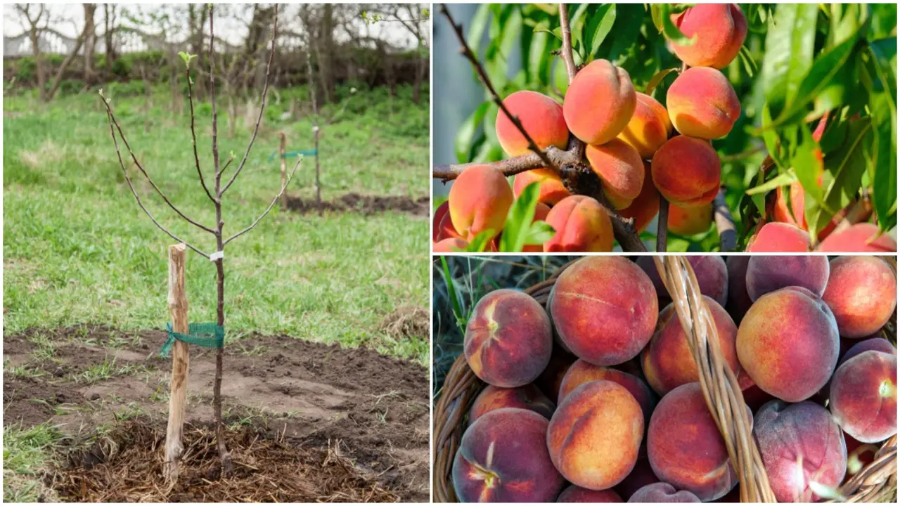 Harvesting And Utilizing Miniature Peaches