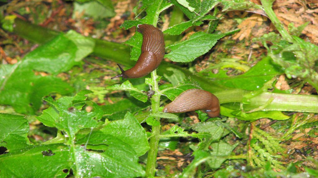 Exploring The Question: Do Slugs Feel Pain? – Top chooser