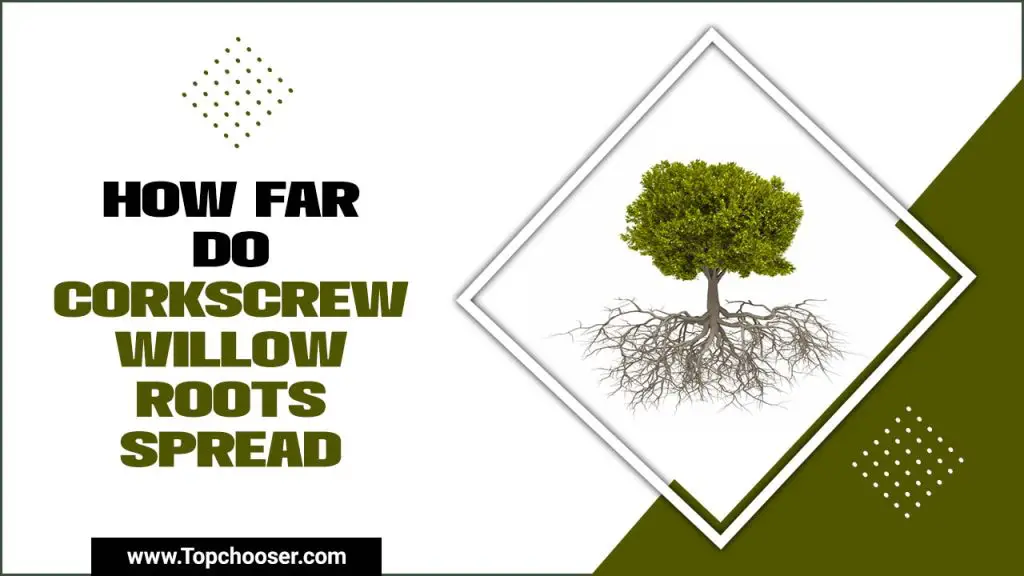 How Far Do Corkscrew Willow Roots Spread