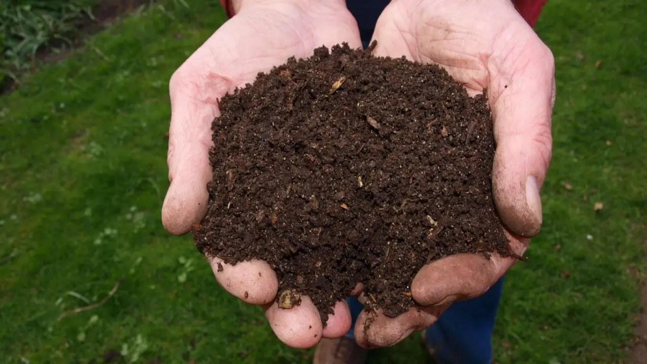 How Is Compost Made To Feed Your Plants And Reduce Waste