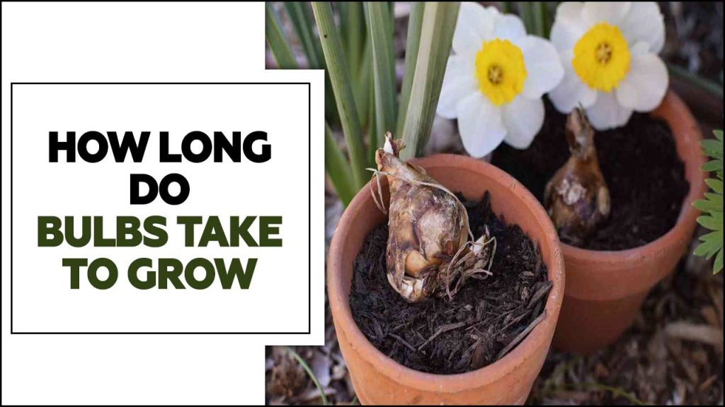 How Long Do Bulbs Take To Grow
