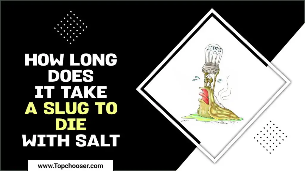 How Long Does It Take A Slug To Die With Salt